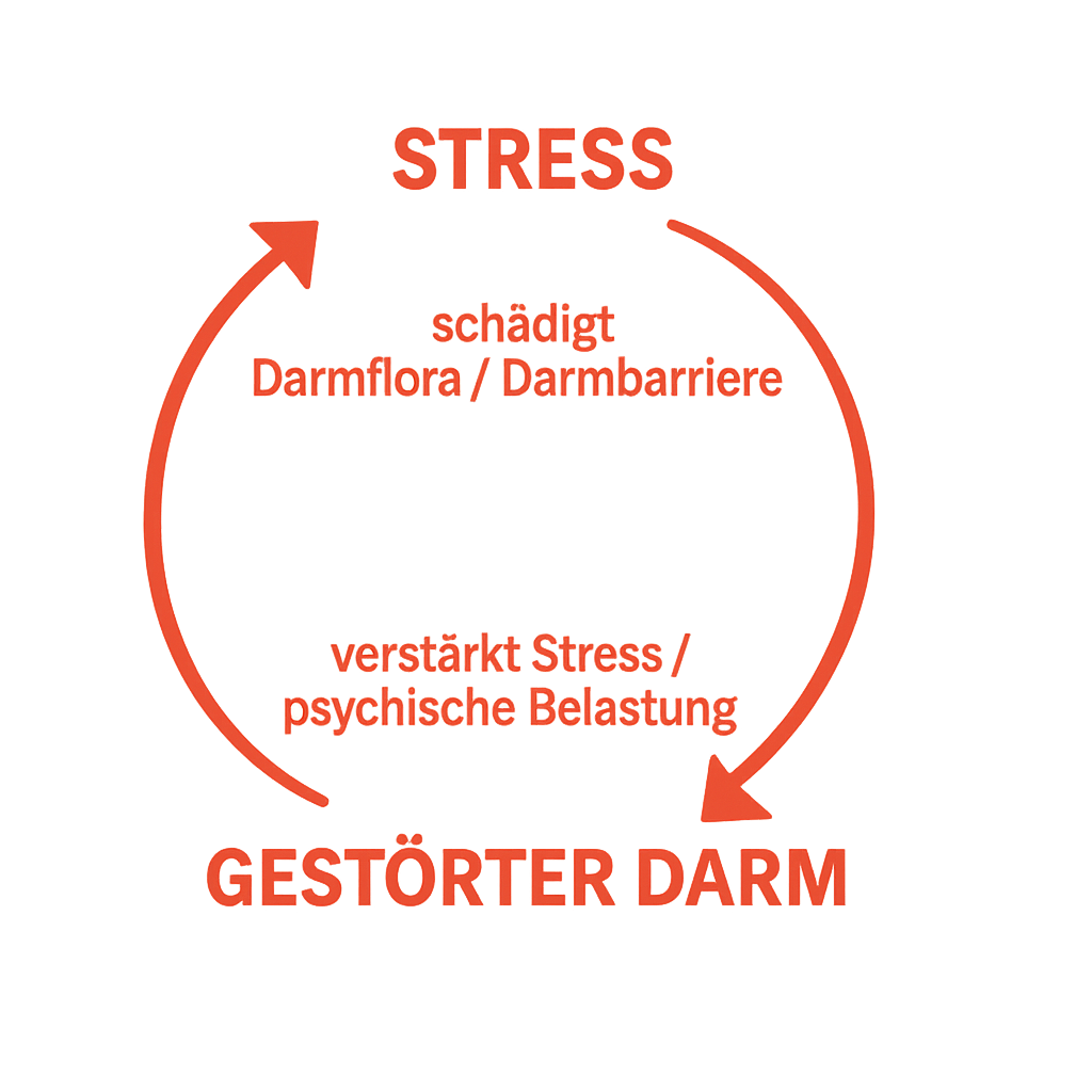 Hirn–Darm Illustration